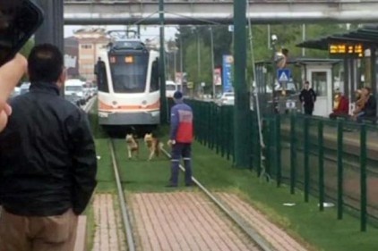 Tramvay yolundaki ilginç görüntü, yolcuları şaşırttı 