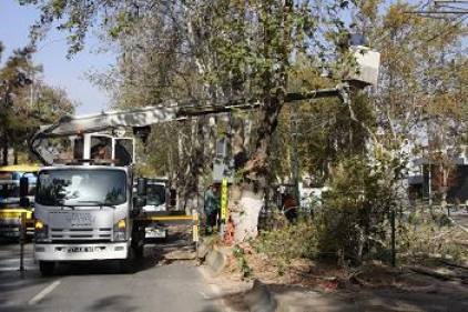 Tramvaya engel olan ağaçlar budandı