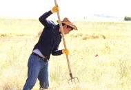 Tüccarın insafına bırakılan çiftçi yine yoksullaştı