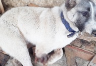 Tüfekle vurulan köpeğin ayağı parçalandı