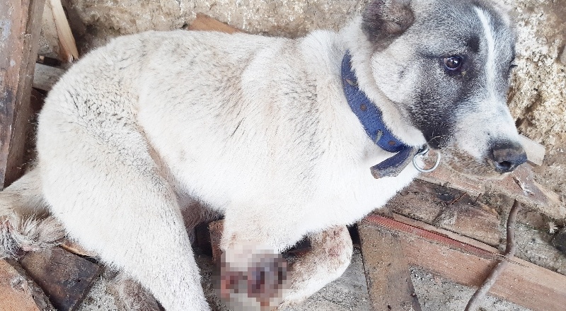 Tüfekle vurulan köpeğin ayağı parçalandı