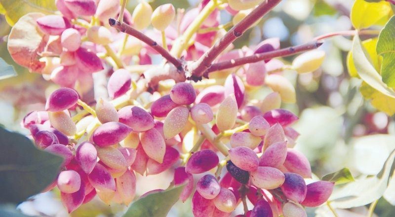 Risklere karşı güvenli, sağlıklı ve sigortalı depolama imkânı sağlanıyor