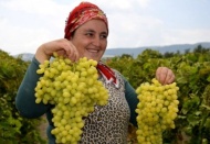 Turfanda üzüm satış fiyatı pazarlıkları başladı