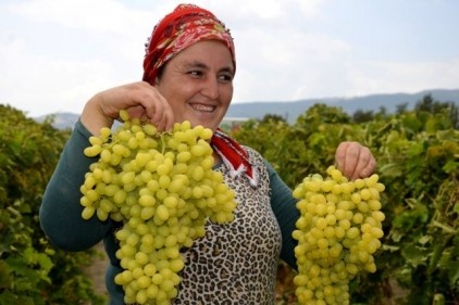 Turfanda üzüm satış fiyatı pazarlıkları başladı