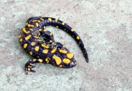 Türk semenderi görüldü