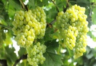 Türk üzümünde İran tehlikesi