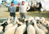 Türkiye 47 milyar liralık canlı hayvana sahip
