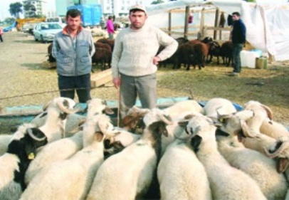 Türkiye 47 milyar liralık canlı hayvana sahip
