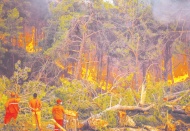 Türkiye, 8 gündür orman yangınları ile mücadele ediyor: 6 ilde, 11 yangın sürüyor