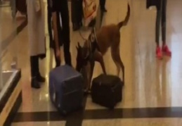 Türkiye –Almanya ilişkilerinde köpekler devrede!