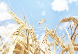 Türkiye buğdayda yüzde 89.5, mercimekte yüzde 85, ayçiçeğinde yüzde 60 oranında kendine yeterli