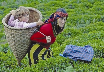 Türkiye çay üretiminde 5. sırada