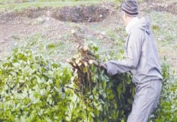 Türkiye dünyaya defne yaprağı ihraç ediyor