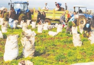 Türkiye ekonomisini ayakta tutuyor denilen Suriyeliler 16 saat çalışıyor