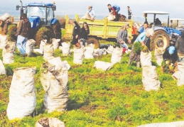 Türkiye ekonomisini ayakta tutuyor denilen Suriyeliler 16 saat çalışıyor