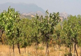 Türkiye fıstığa merak sardı