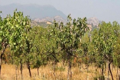 Türkiye fıstığa merak sardı