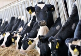 Türkiye hayvancılıkta Avrupa liderliğine "göz koydu"