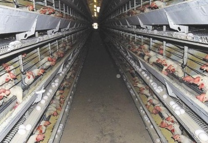 Türkiye hayvancılıkta "kanatlandı"
