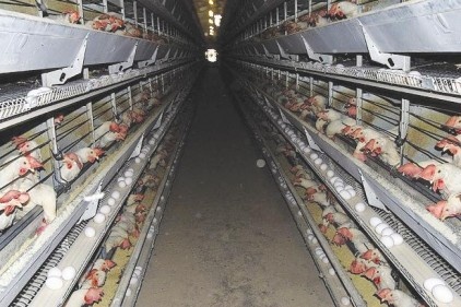 Türkiye hayvancılıkta "kanatlandı"