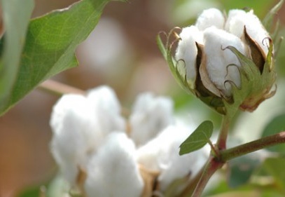 Türkiye, her yıl 1.7 milyar doları pamuk ithalatına harcıyor