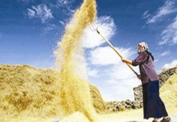 Türkiye, Hindistan’dan buğday ithal edecek