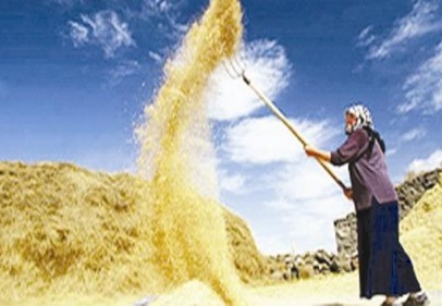 Türkiye, Hindistan’dan buğday ithal edecek