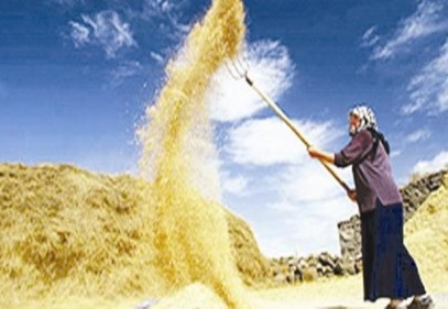 Türkiye, Hindistan’dan buğday ithal edecek