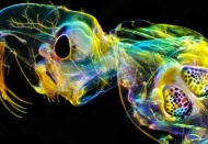 Türkiye ile uçuşları başlatma konusunu henüz düşünüyoruz