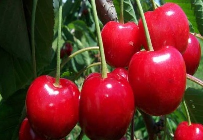 Türkiye kirazda dünya birincisi