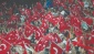 Türkiye-Norveç maçının biletleri tükendi