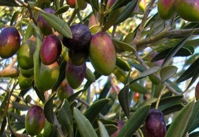 Türkiye, palm yağı ithalatına 500 milyon dolar ödüyor