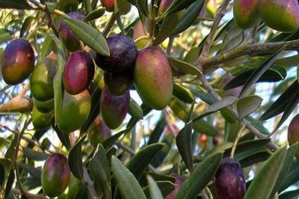 Türkiye, palm yağı ithalatına 500 milyon dolar ödüyor