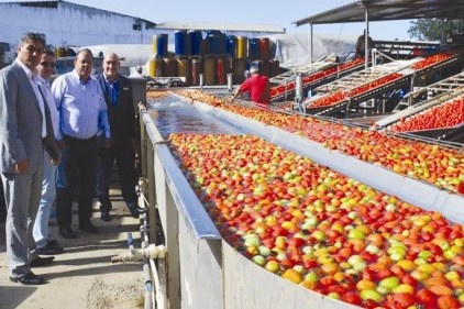 Türkiye, salça üretiminde dünya üçüncüsü