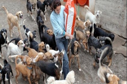 Türkiye sokak köpekleri sorununu kendisi çözsün