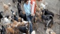 Türkiye sokak köpekleri sorununu kendisi çözsün