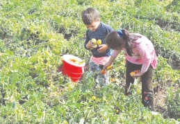 Türkiye'de 720 bin çocuk çalıştırılıyor