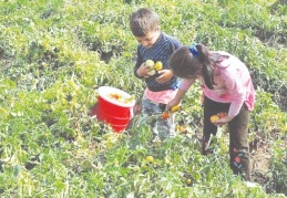 Türkiye'de 720 bin çocuk çalıştırılıyor