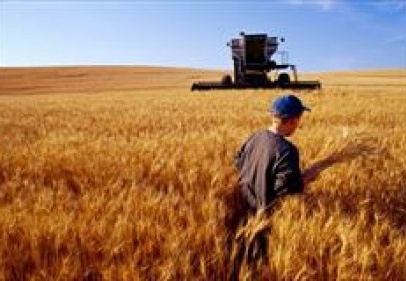 Türkiye’de buğday üretimi bu yıl yüzde 10 daralacak