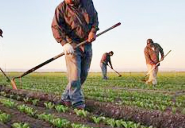 "Türkiye'de çiftçi sayısı 15 yılda yüzde 50 azaldı"