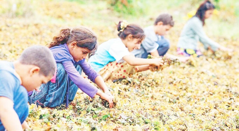 Türkiye’de çocuk işçi sayısı 720 bin civarında
