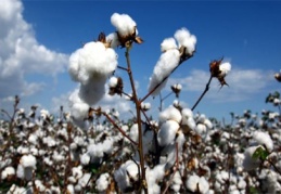 Türkiye’de 1980’de “0” olan pamuk ithalatı, bugünlerde 700 tona yaklaştı