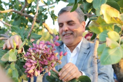 "Türkiye&#8217;de fıstık en çok Şanlıurfa&#8217;da yetişiyor"