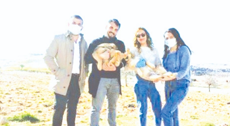 Türkiye'de hayvan hakkı yok, Gaziantep’in ciddi bir sokak hayvanı sorunu var