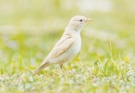 Türkiye’de ilk kez 'Küçük Çöl Toygarı' görüldü