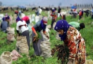 Türkiye’de kadınların tarımsal alanda da emeği görünmüyor