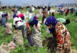 Türkiye’de kadınların tarımsal alanda da emeği görünmüyor