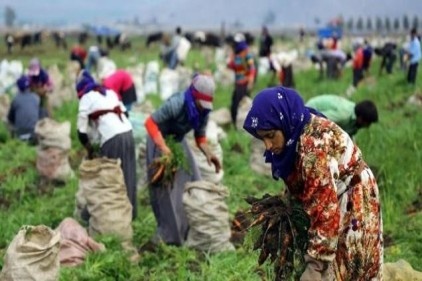 Türkiye’de kadınların tarımsal alanda da emeği görünmüyor