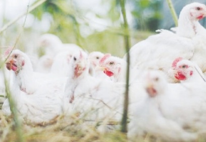 Türkiye'de tavuk eti ve yumurta üretimi azaldı