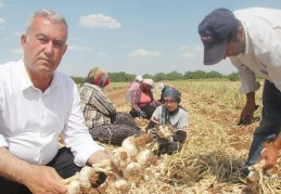 “Türkiye’deki sarımsak üretiminin yüzde 20’si burada yapılıyor”